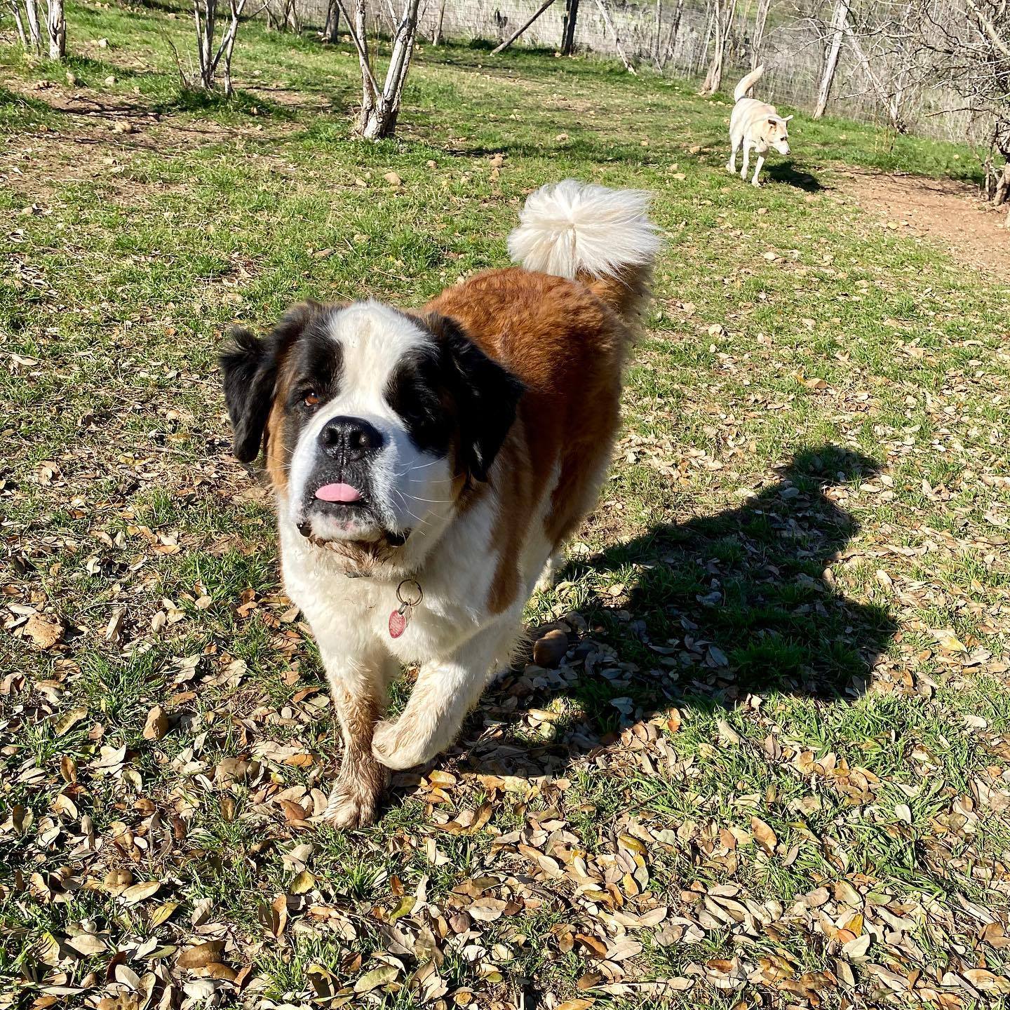 Austin Dog Boarding Austin Dog Kennels