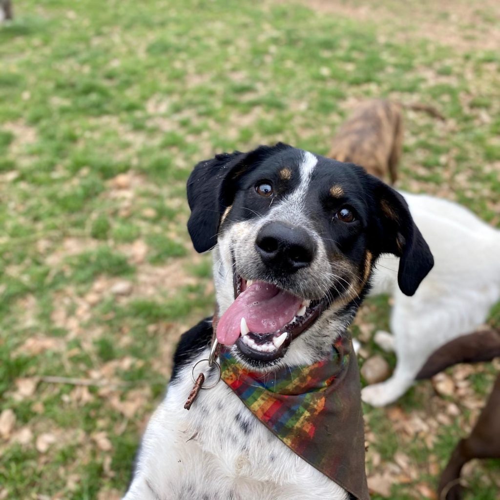 Austin Dog Kennels | Dog Boarding and Doggy Daycare in ATX