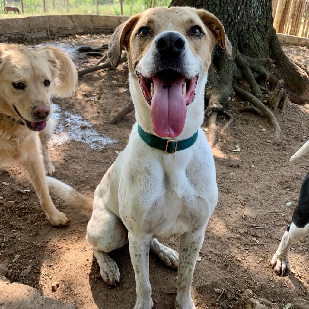 8 Things You Should NEVER Do Around Your Dogs Austin Dog Kennels