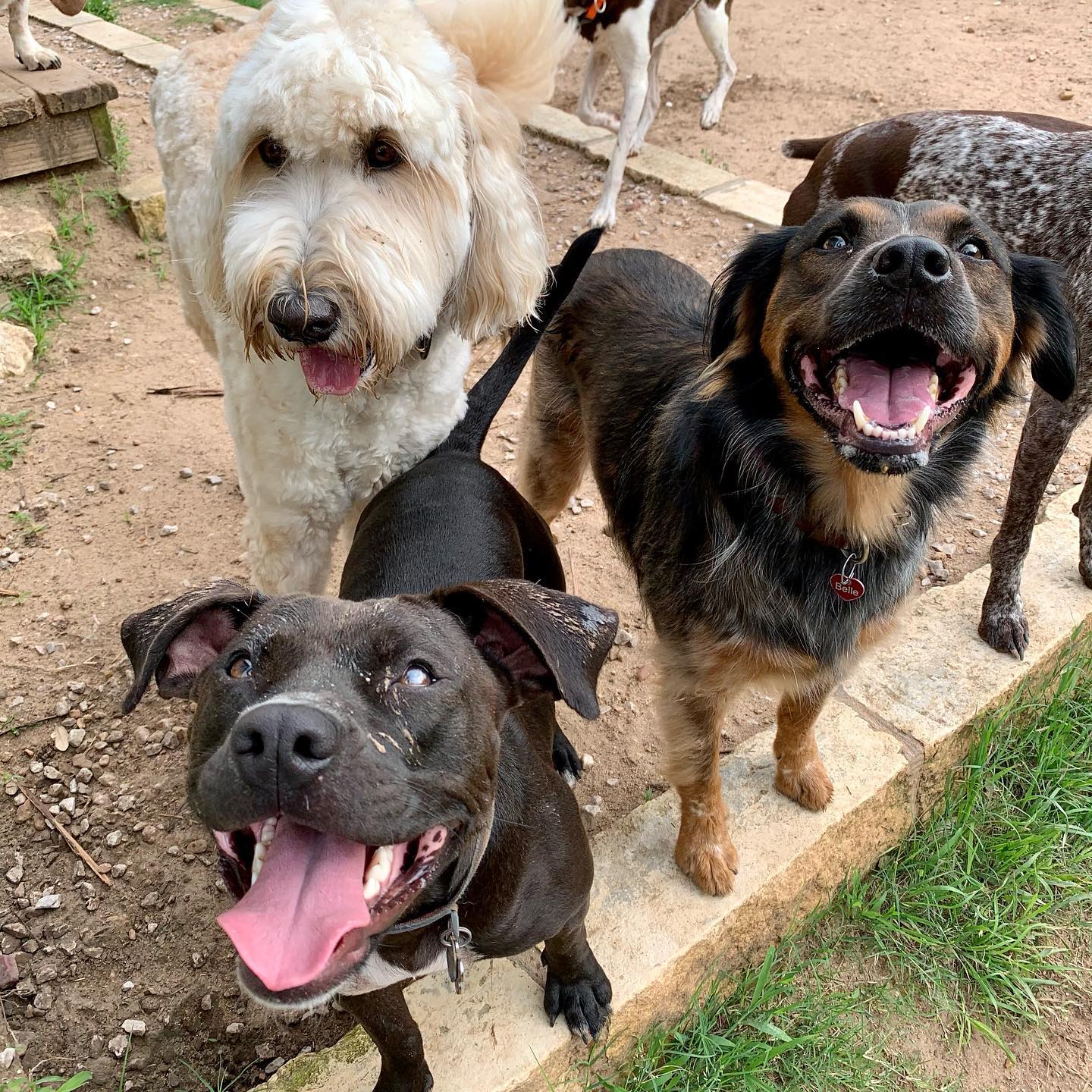What to Expect the First Time You Board Your Dog Austin Dog Kennels
