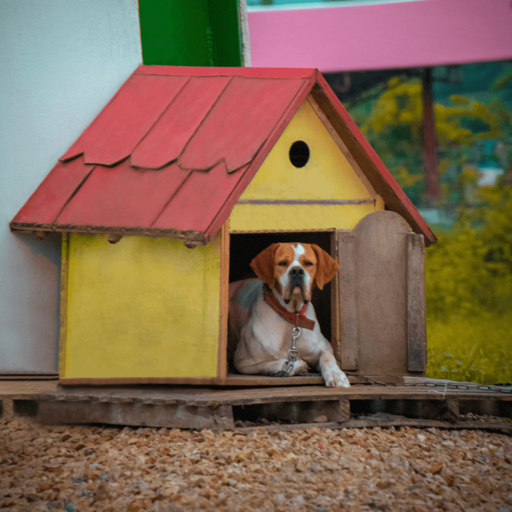 How Much Can You Make Owning A Dog Kennel