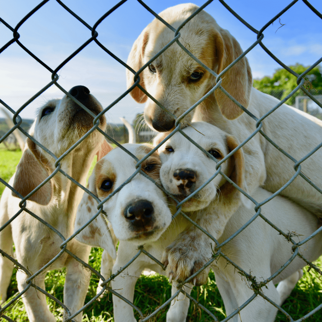 4 cute dogs inside the kennel