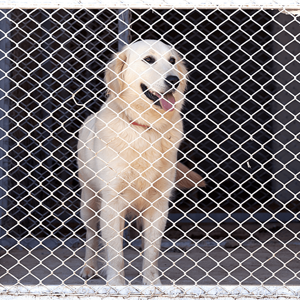 A dog in a kennel senses the security and cleanliness of his own compartment.