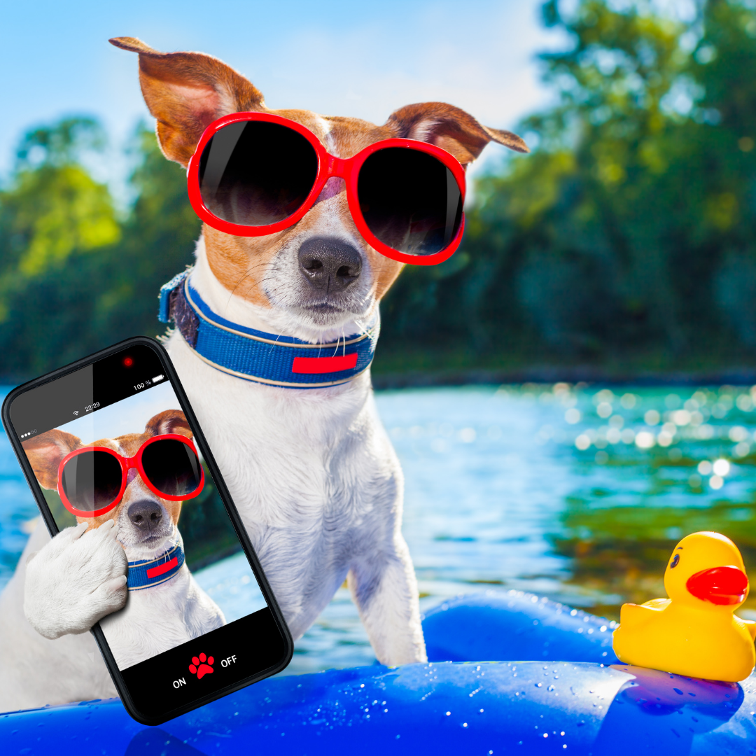 How To Keep Your Dog Comfortable In The Heat Of Summer Austin Dog Kennels